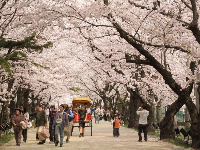 NHỮNG ĐIỂM ĐẾN MÀ BẠN NHẤT ĐỊNH PHẢI ĐẾN KHI DU LỊCH TOKYO